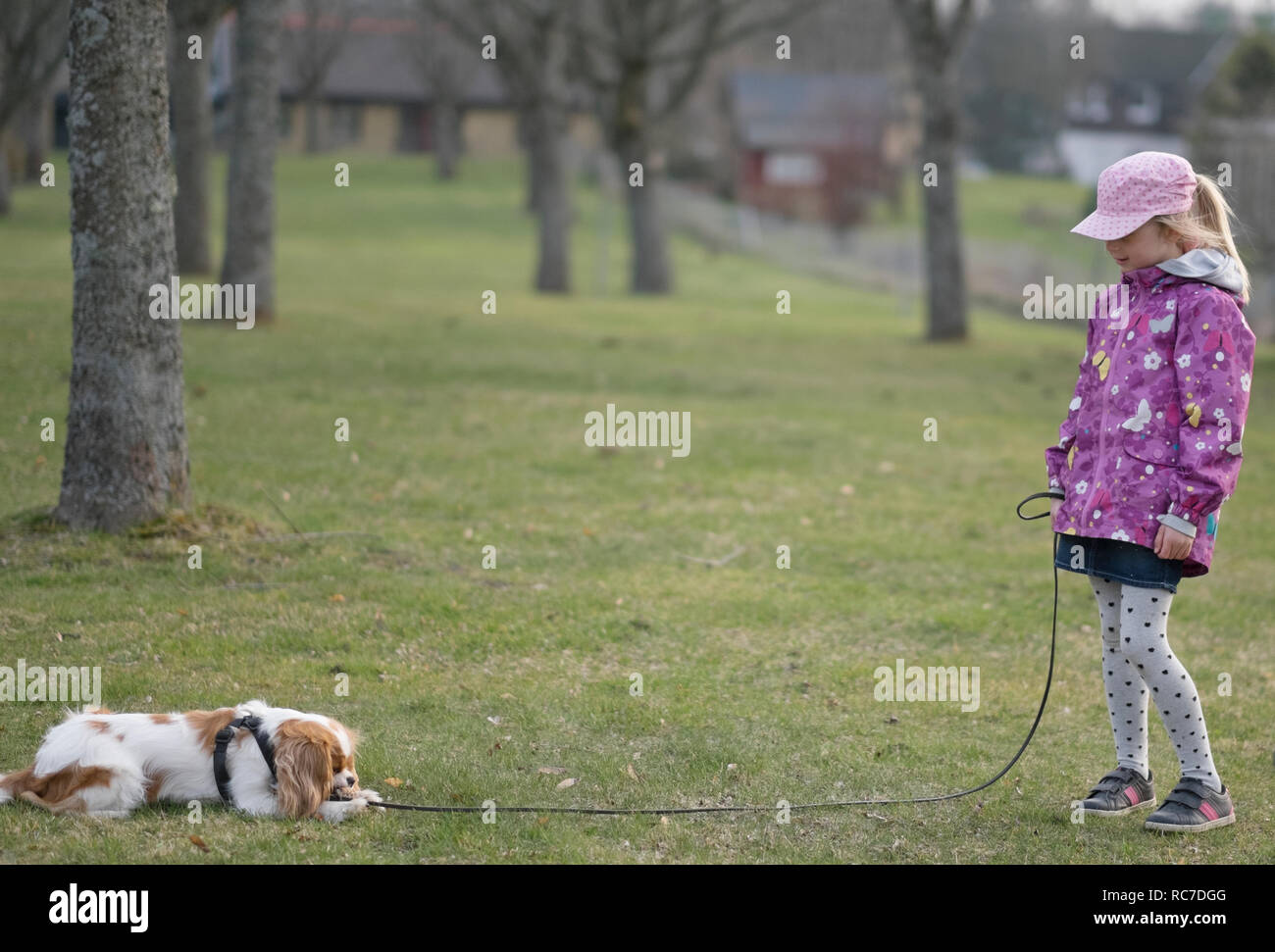 Mädchen mit Hund auf dem Spaziergang Stockfoto