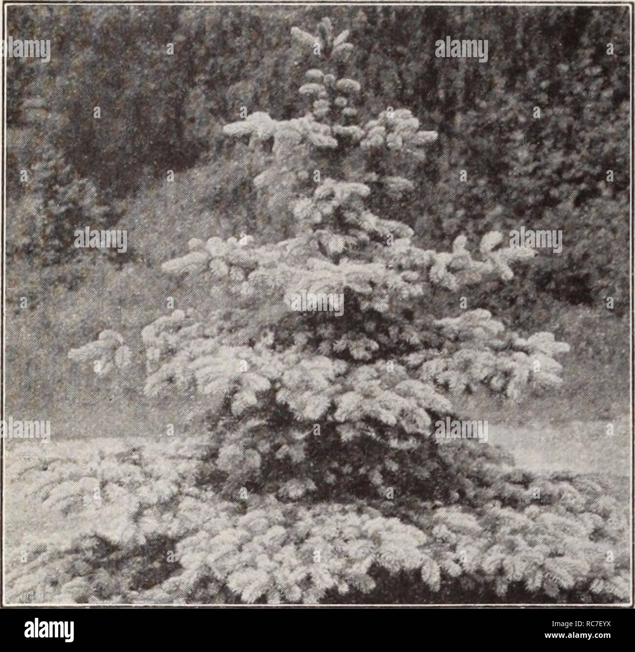Abies concolor compacta Stockfotos und bilder Kaufen Alamy