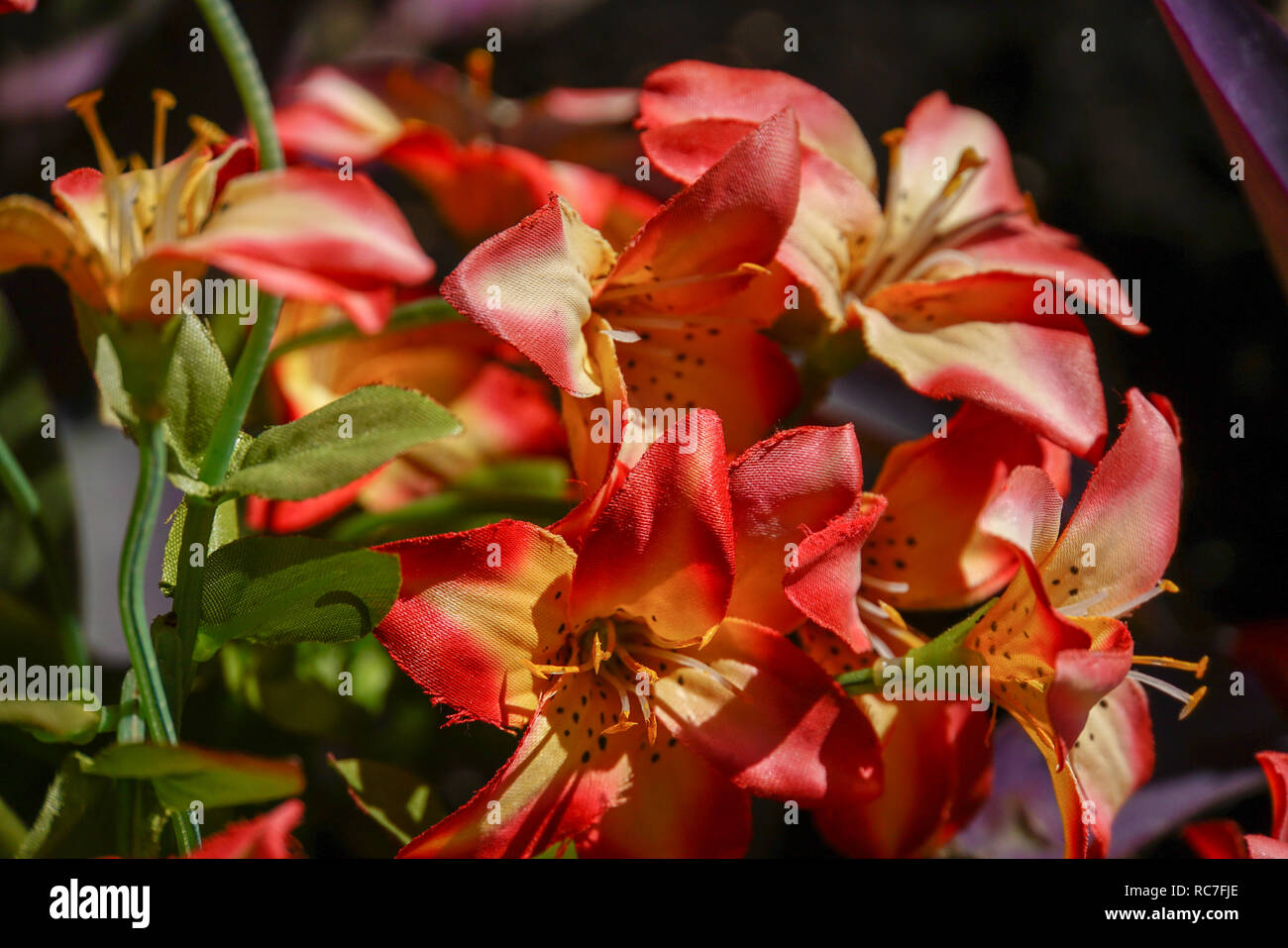 Nahaufnahme einer Blüte mit orangefarbenen Blütenblätter Stockfoto