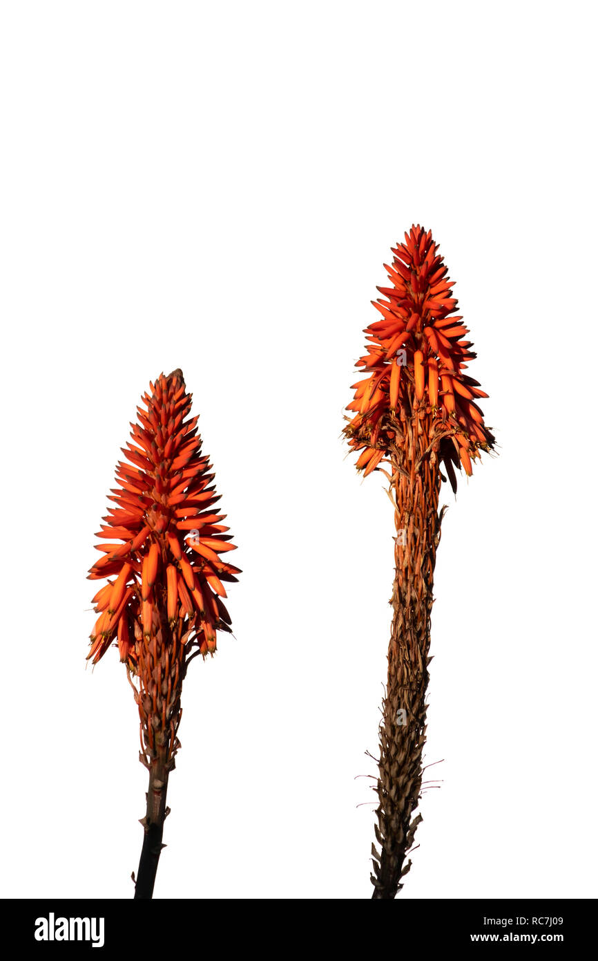 Zwei Aloe arborescens Pflanzen schneiden Sie auf weißem Hintergrund Stockfoto