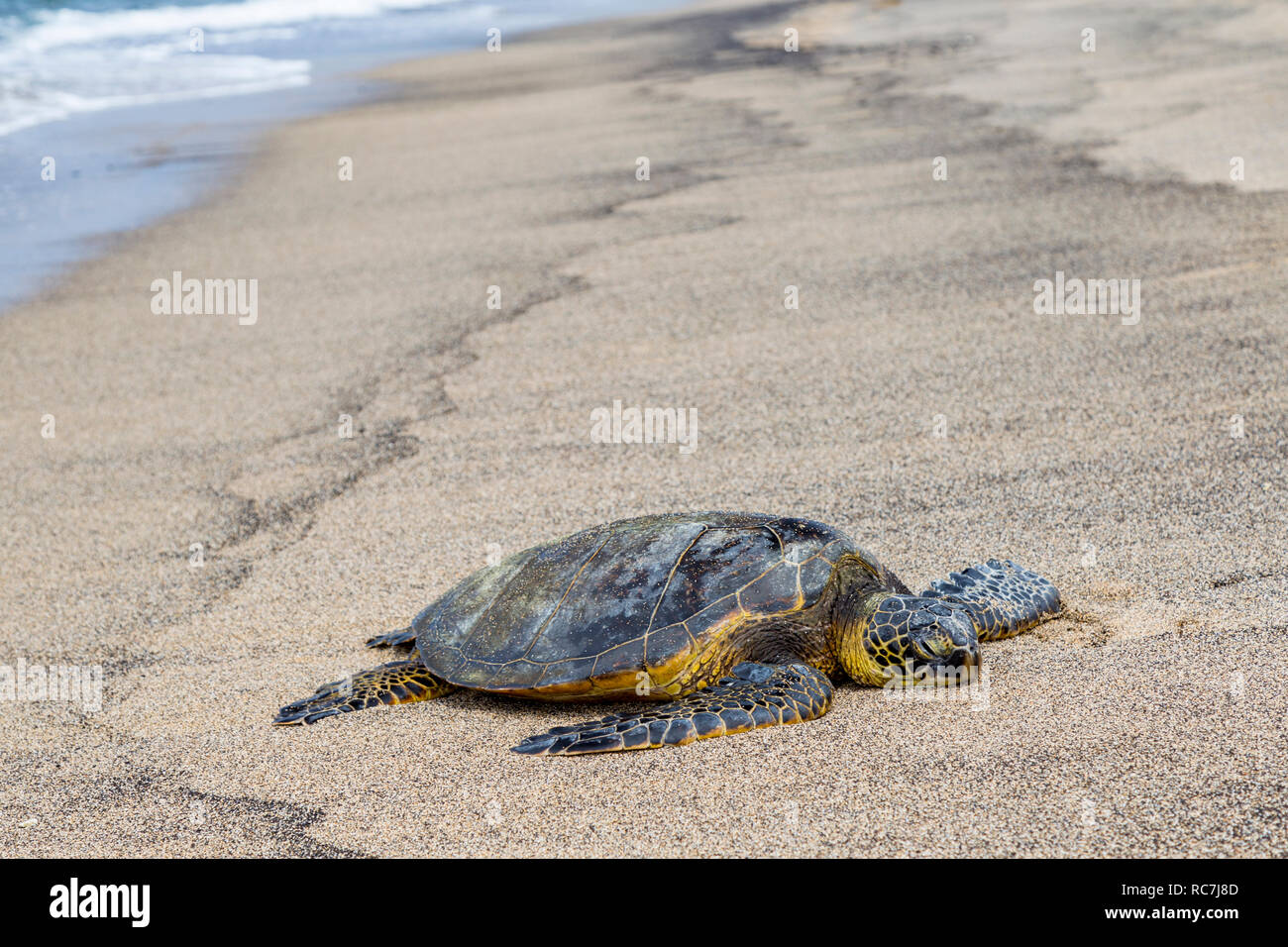 Sea Turtle nehmen ein Sonnenbad am Ufer des Yachthafen Honokohau Bucht, Hawaii Stockfoto