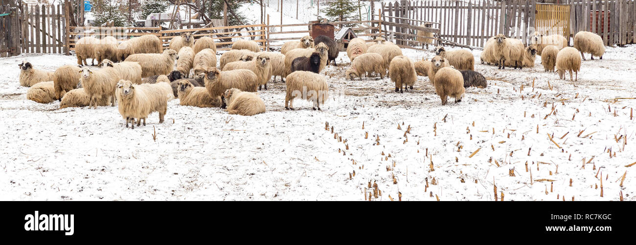 Schaf grasend trockenem Mais im Winter Tag. Schafe im Fahrerlager. Stockfoto