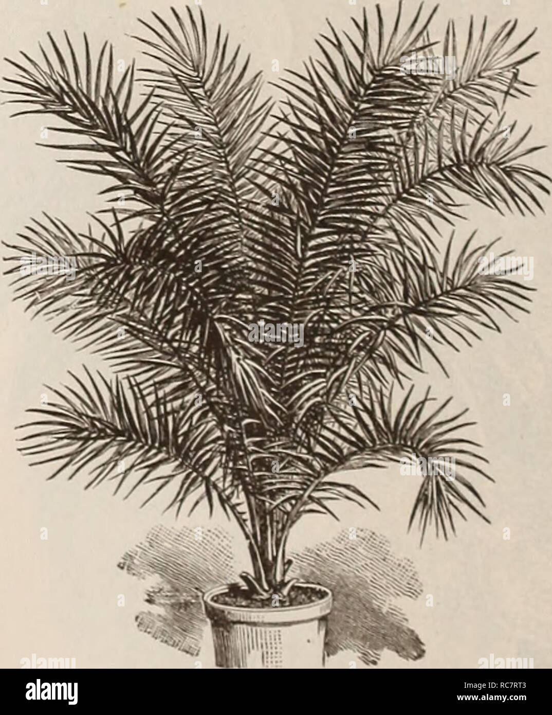 . Dreer's Garten Kalender für 1892: ein Katalog der Wahl Gemüse-, Feld- und Blumensamen neue, seltene und schöne Pflanzen Garten implementiert und Düngemittel. Samen Kataloge; Baumschulen Kataloge; Gartengeräte und Zubehör Kataloge; Blumen; Gemüse Samen Samen Kataloge Kataloge. Latania Borbonica. Phoenix Rnpicola. Dies ist eines der anmutigsten unter den kleineren Palmen, mit weiten Verbreitung wölben gefiederten Blättern, breit Lance im Überblick shnped, mit langen, schmalen Außenohren, desto niedriger die gehen nach und nach reduziert zu Stacheln. 50 cts. Auf $ 2,50. PtychOSperma Alexandra. Ein grac Stockfoto