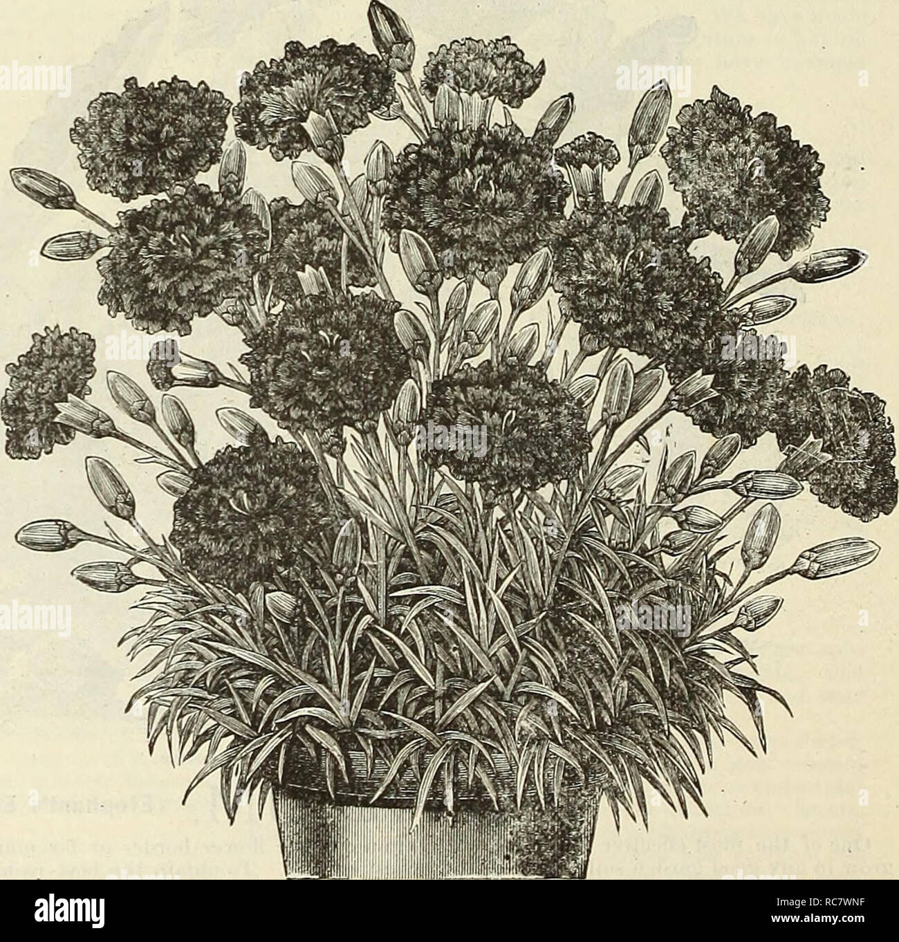 Dreer S Garten Kalender Fur 1888 Samen Kataloge Baumschulen