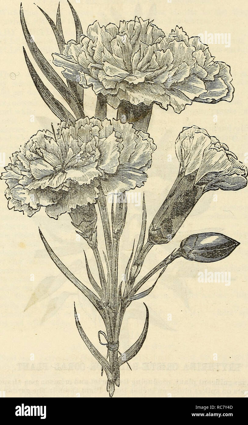 Dreer S Garten Kalender 1874 Samen Kataloge Baumschulen