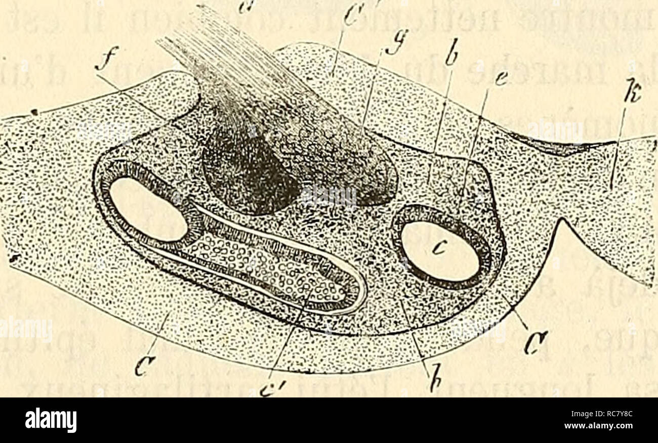 Embryologie Ou Traita C Complet Du Dekor Actions De Developpement De L Homme Et Des Animaux Supa C Rieurs Embryologie Embryologie Daveloppement Ulterieur Du Labyrinthe 751 Scalae Sind D Apres Ski Huschke Des Cavita C S Sa C Wiederverwendet Correspon Ter