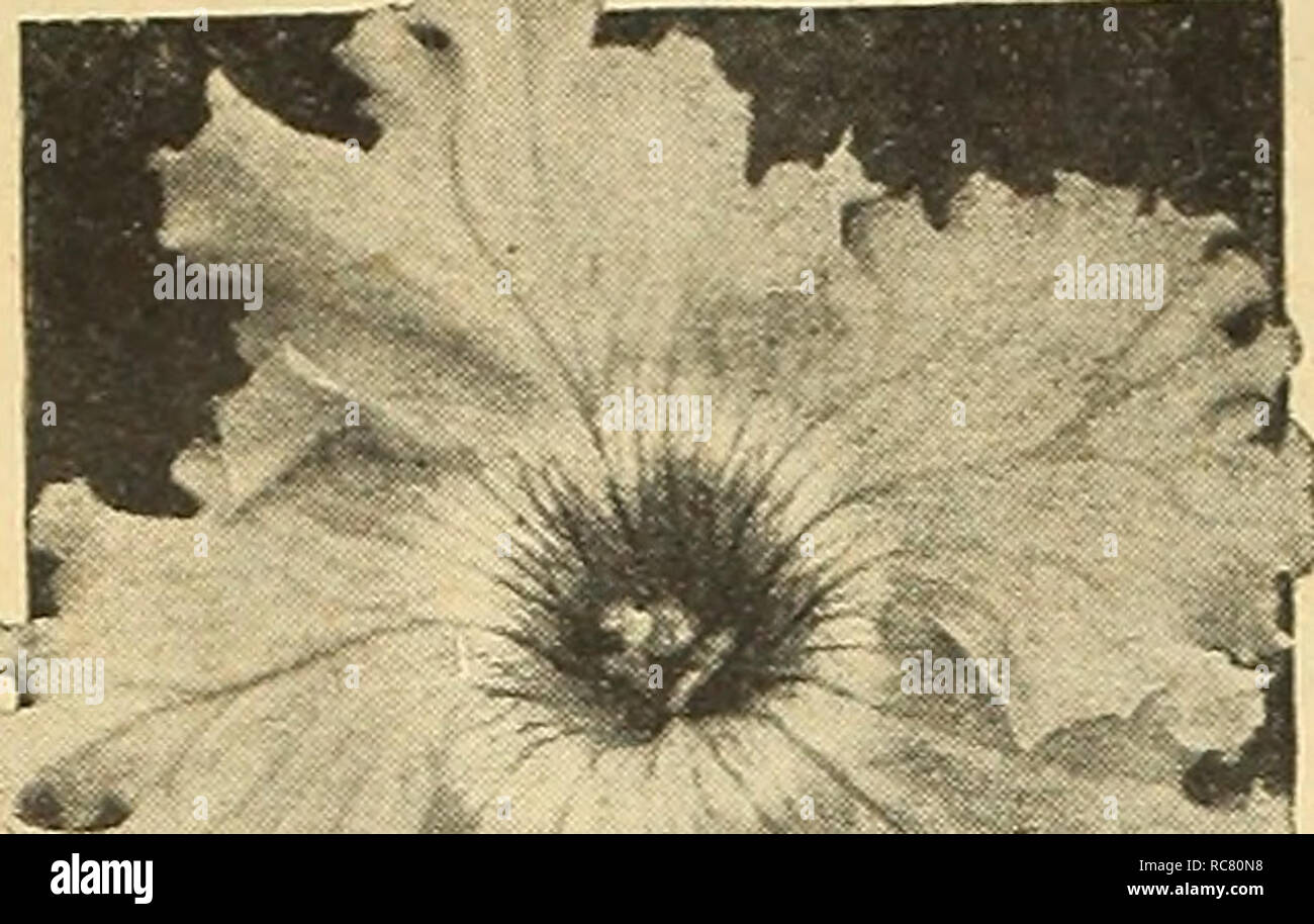 Dreer S Garden Buchen Sie Fur 1945 Samen Kataloge Baumschulen Kataloge Gartengerate Und Zubehor Kataloge Blumen Samen