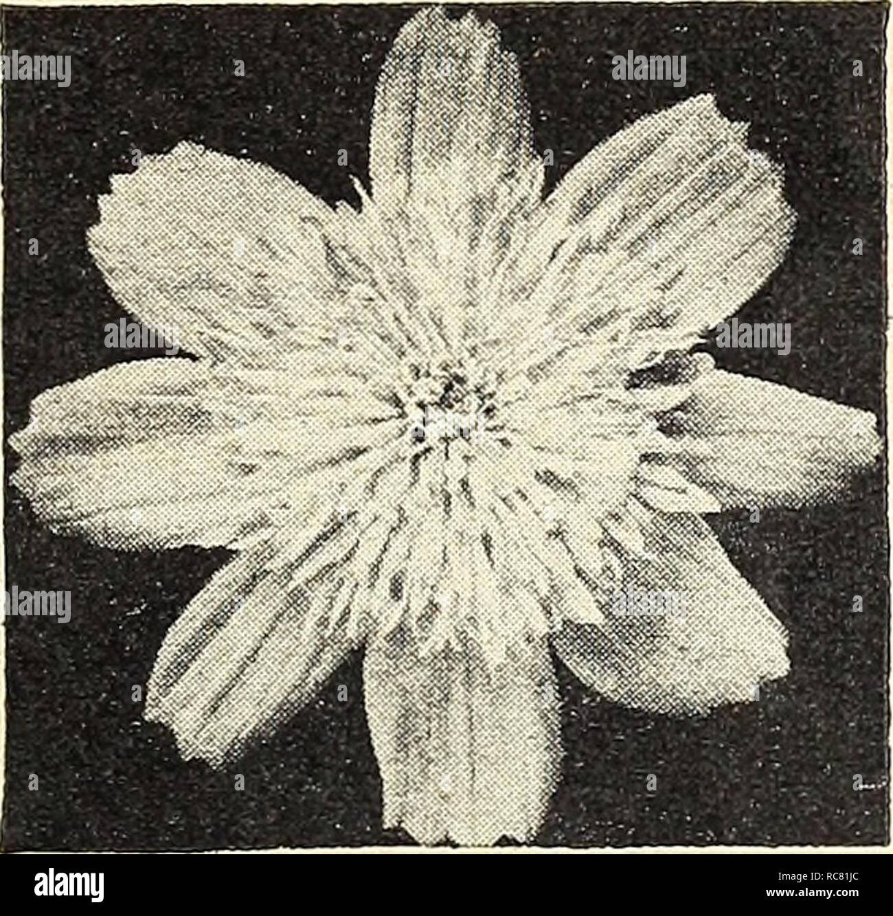 . Dreer's Garden buchen Sie für 1944: Sechs üppigen Gemüse für jeden Garten. Samen Kataloge; Baumschulen Kataloge; Gartengeräte und Zubehör Kataloge; Blumen Samen Kataloge; Gemüse; Früchte Samen Samen Kataloge Kataloge. Calendula, Gelb kolossale Doppel Calendula Ringelblume Scotch® 1598 Gelb kolossal. Bei weitem der größte aller Calendulas und als freie Entfaltung. Formen gut abgerundeten Pflanzen 18 cm gross mit grossen leuchtend zitronengelben Blüten bedeckt. Pkt. ISc; J 4 oz. 40 C. 1568 Chrysantha Orange Sunshine. Auffällige kugelförmigen Blüten aus breite Blütenblätter präsentiert eine exquisite Hell Stockfoto