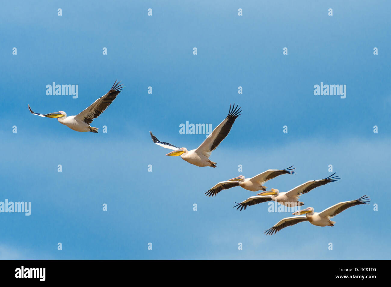Fliegende Gruppe Pelikane Stockfoto