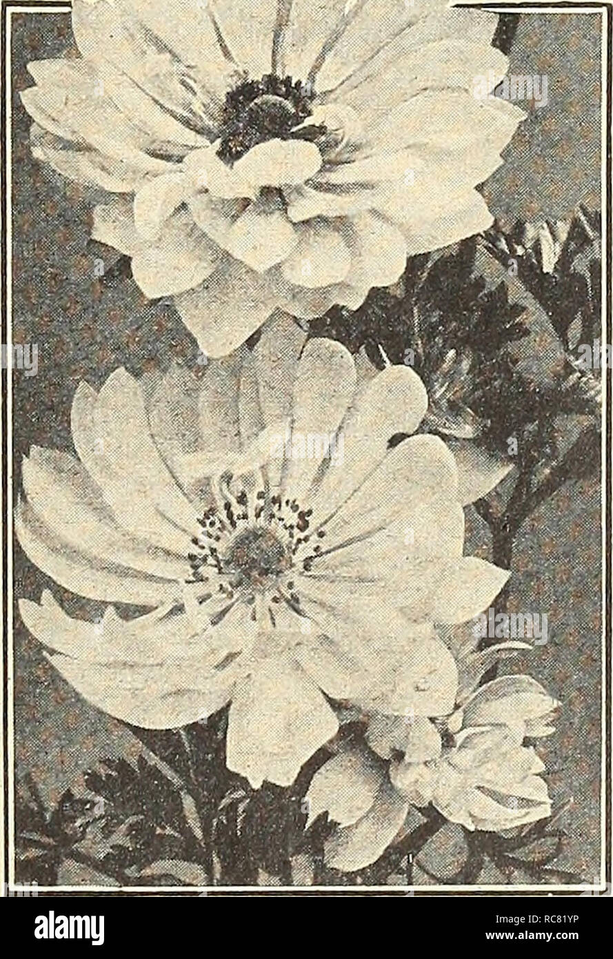 . Dreer's Garden buchen Sie für 1943. Samen Kataloge; Baumschulen Kataloge; Gartengeräte und Zubehör Kataloge; Blumen Samen Kataloge; Gemüse; Früchte Samen Samen Kataloge Kataloge. Die Glühlampen werden PREPAID gesendet. Poppy-Flowered Anemone Giant Poppy Blüten Anemone Diese herrlichen Anemonen werden gut daran tun, wo im Sommer eine einheitliche de-gree von Feuchtigkeit und wird nicht übermäßig heiß. Sie tun gut in höheren Breiten und entlang der Küste, in denen diese Voraussetzungen sind durchaus die Regel. 40-025 Riese Französisch gemischt (DeCaen). Eine wunderschöne großblumige Sorte mit einer außergewöhnlich Stockfoto