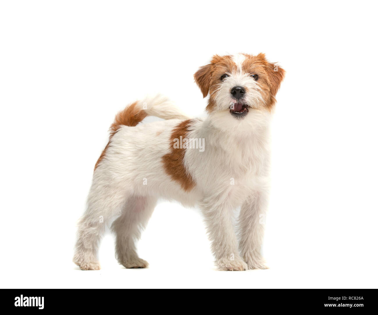 Jack Russell Terrier Stockfoto