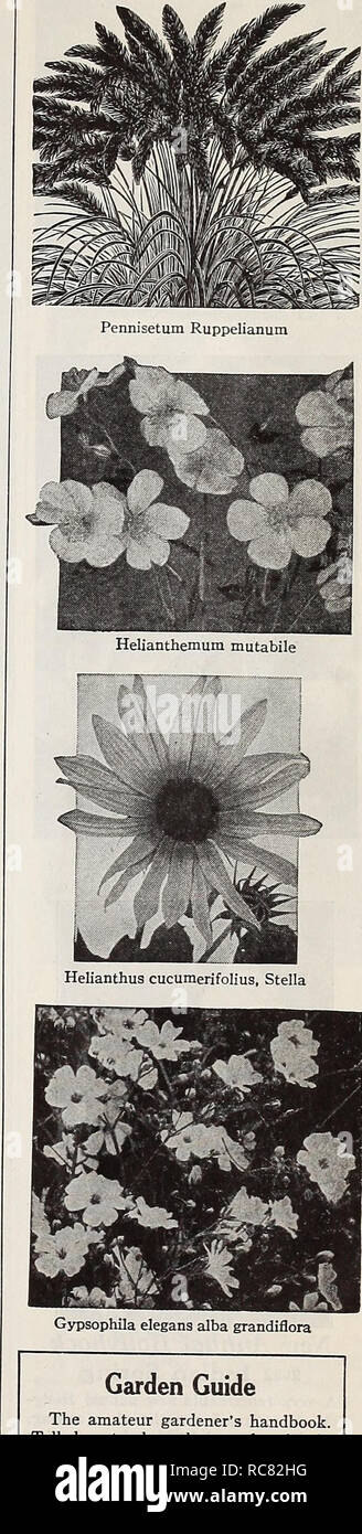 . Dreer's Garden buchen Sie für 1940. Samen Kataloge; Baumschulen Kataloge; Gartengeräte und Zubehör Kataloge; Blumen Samen Kataloge; Gemüse; Früchte Samen Samen Kataloge Kataloge. Dreer die zuverlässigen BLUMENSAMEN Ornamenfal Gräser jährliche Sorten® 2513 Agrostis nebulosa {Cloud Gras). Eine luftige und anmutige Sorte mit Nebel - wie Blume Sprays. 18 Zoll hoch. Pkt. 10 c; Spezielle pkt. 40 C. 2515 Coix lacryma-jobi {die Tränen von Arbeit). Für seine harte pearly Samen für Glasperlen gewachsen. 3ft. Pkt. 10 c; Oz. 25C. 2516 EragTOStiS elegans {Liebe Gras). Auffällige fedrigen Rispen. Sehr Gnade - ful. 18 in. Pk Stockfoto