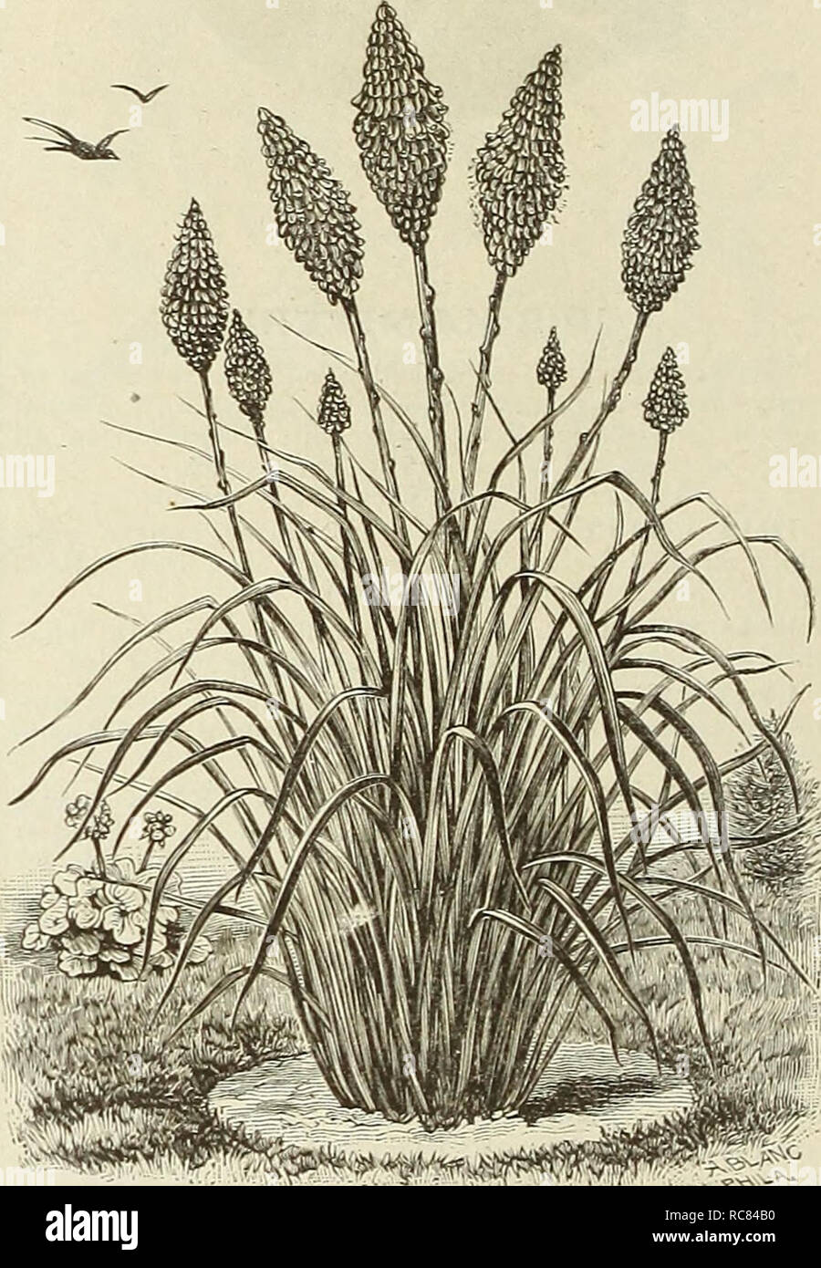 . Dreer's Garten Kalender. Samen Kataloge; Baumschulen Kataloge; Gartengeräte und Zubehör Kataloge; Blumen Samen Kataloge ; Obst ; Gemüse Samen Samen Kataloge Kataloge. Alfred Harrington. Reines Weiß, tief maroou geschnürt. Claude. Weiß, tief maroou Center. Earl of Carlisle, Weiß, geschnürten Crimson. Ätna. Zentrum geschnürt deep Crimson - Kastanienbraun. Gertrude. Rosy Crimson, dunkles Zentrum. Juliette. Weiß, Crimson geschnürt. Laura Wilnier. Weiß, violett-braun Center. Frau J. M. Walisisch. Weiß mit Crimson kastanienbraun. Pilot. Weiß mit samtig Karmesinrot geschnürt. Prince Arthur. Crimson center, blush Schnürung. Stockfoto