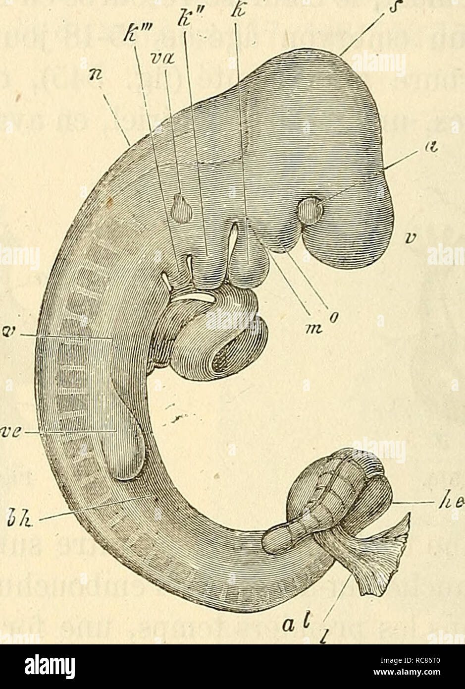 . Embryologie, ou, TraitÃ© complet du Dekor actions de développement de l'Homme et des animaux supÃ©rieurs. Embryologie; Embryologie. 942 DÃVELOPPEMENT DU SYSTEME. VASCULAIRE et que le cÅur est situÃ© dans le Pläne diffÃ©mieten, ce que Montre, jusqu'à un-bestimmten Punkt, la Abbildung 548. Quant aux autres Trans-formationen les plus Importantes sind la production de deux culs-de-sac latÃ©raux lÃ© Gers (fÃ® g. 546), Sur la Flexion veineuse et la Division de la flexion artÃ © RIELLE dans la Richtung longitudinale, en deux Abschnitte sÃ©parÃ©es. Le cÅur, dans son Ensemble, est à ce Moment, composÃ© de Parteien suivantes: im Stockfoto