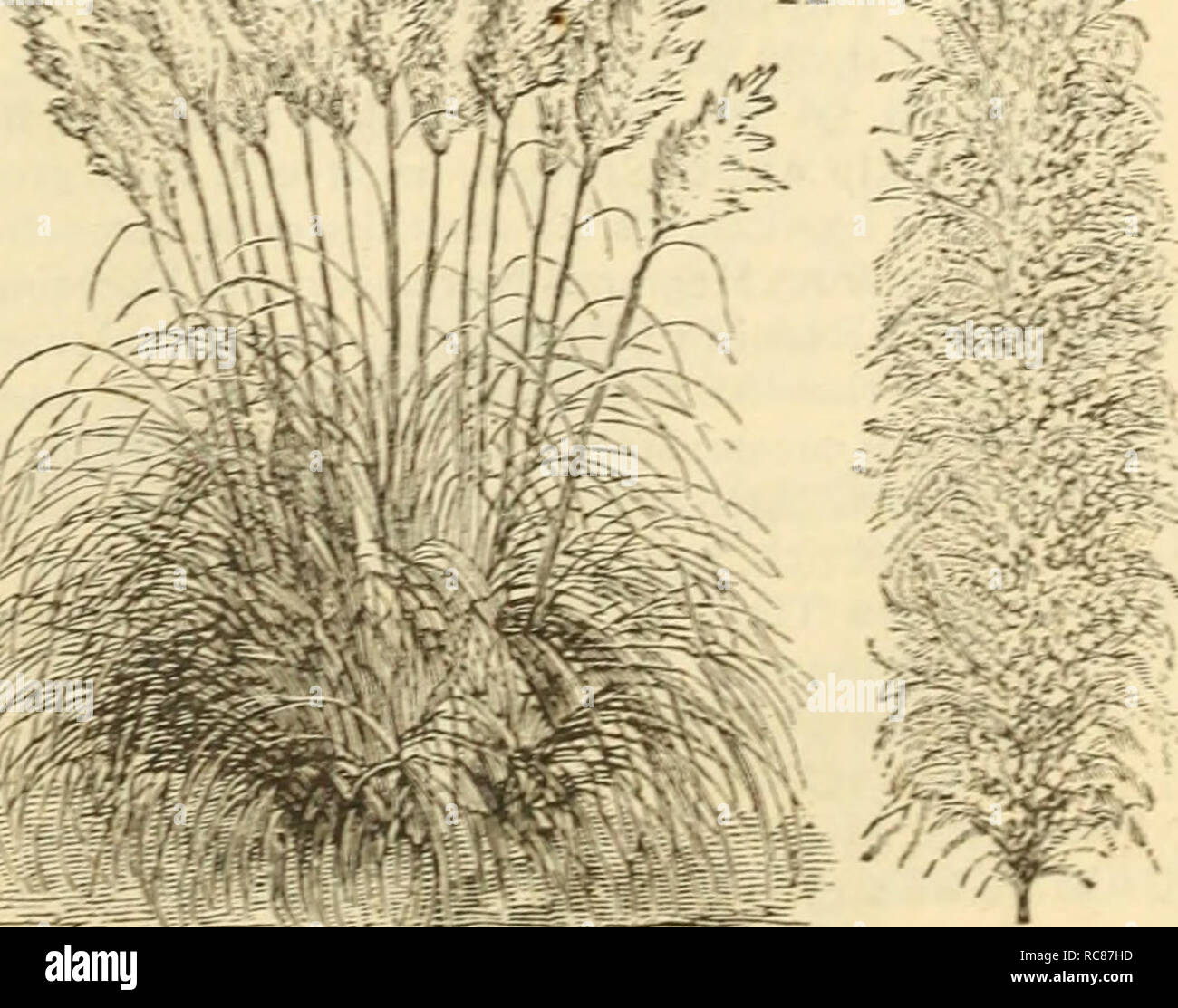 . Dreer's Garten Kalender: 1883. Samen Kataloge; Baumschulen Kataloge Kataloge; Garten; Blumen Samen Kataloge. Falls die *.Ich. Ckrvscr '-s Cynosuroides. 2. Bbomus Briz. eformis. 3. Erianthus Ravenna:. 4. Lagurls Ovatus, oder Hare Tail Gras. 5. Stifa Pe. nna.-a. deum Jlbatcm, oder Eichhörnchen Schwanz ostis Vielfalt. 9. Briza Büchse oder Klapperschlange Gras: za Maxima, oder QvAkixg Gras. GvNEkii-M Akge. vtelm oder Pampas Gras. Bitte beachten Sie, dass diese Bilder extrahiert werden aus der gescannten Seite Bilder, die digital haben für die Lesbarkeit verbessert - Färbung und Aussehen dieser Abbildungen können nicht Pro Stockfoto