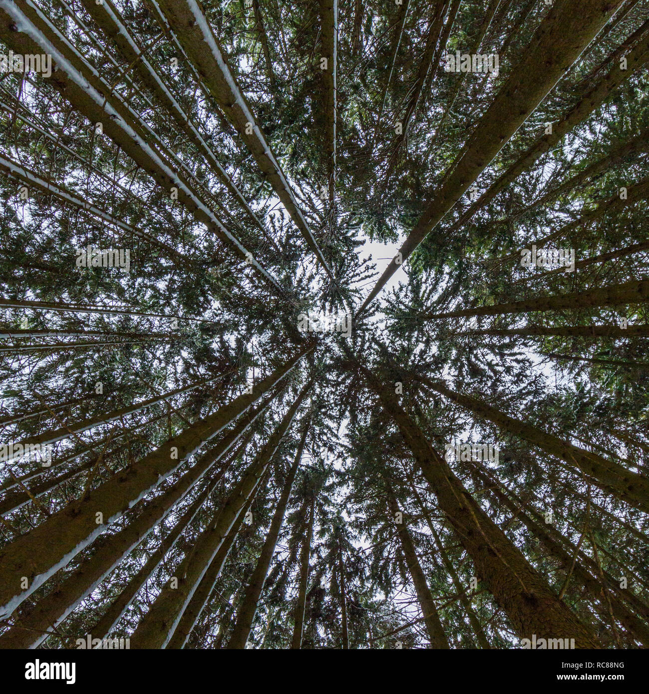 Symmetrische Ansicht von unten Perspektive der natürlichen lange Baumstamm Nadelwald Stockfoto