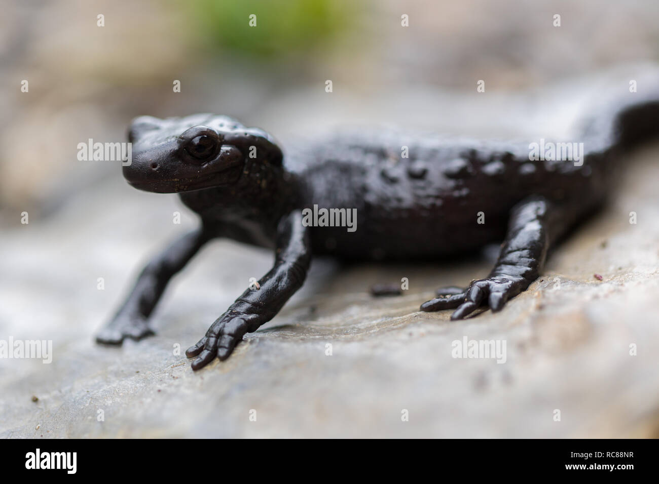 Schwarzer alpensalamander salamandra atra Fotos und Bildmaterial in