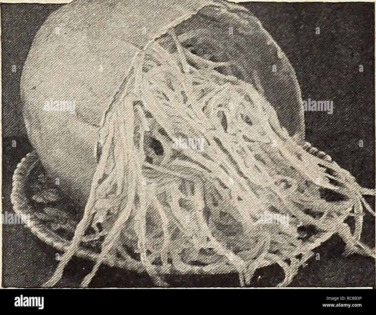 . Dreer's Garden buchen Sie für 1941. Samen Kataloge; Baumschulen Kataloge; Gartengeräte und Zubehör Kataloge; Blumen Samen Kataloge; Gemüse; Früchte Samen Samen Kataloge Kataloge. Goldenen Tisch Queen ein sehr beliebtes vining Winter Squash. 880 Gemüse Spaghetti eine sehr ungewöhnliche vining Squash mit cremig weiße Früchte etwa 8 Zoll lang und 4 bis 5 cm dick. Wenn sie reif kochen für ca. 30 Minuten, nicht mehr. Schneiden Sie das Center Core und würzen Sie das Fleisch, das erscheint als Fest aufgerollte Spaghetti-ähnliche Threads oder Strings entfernen, mit Salz und Butter. Pkt. 10 c; Oz. 15 c; lb. 45 c; lb. $ Stockfoto