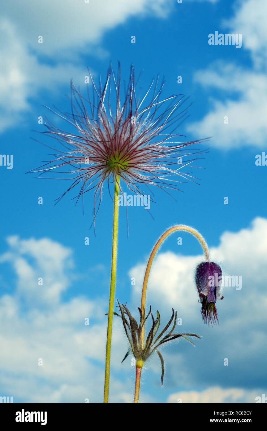 Östlichen Küchenschelle (Pulsatilla Patens), Ukraine, Osteuropa Stockfoto