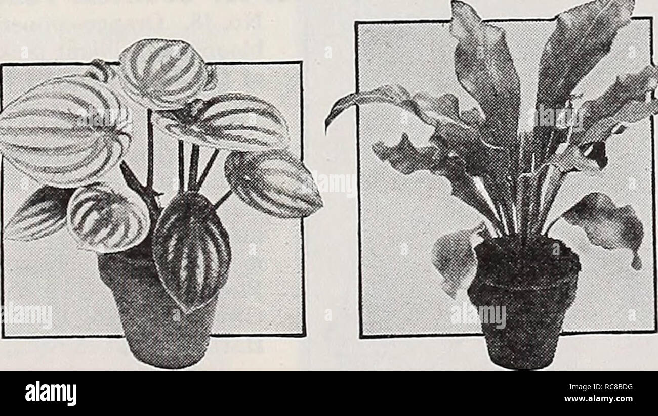 1 Riverton Ist Nur 9 Miles Aus Philadelphia Eine Seite Reise Von Nur Einer Meile Vor Der Burlington Hecht Route 25 Peperomia Argyreia Bird S Nest Farn Philodendron Scandens Vollstandige Liste Der Zimmerpflanzen Die