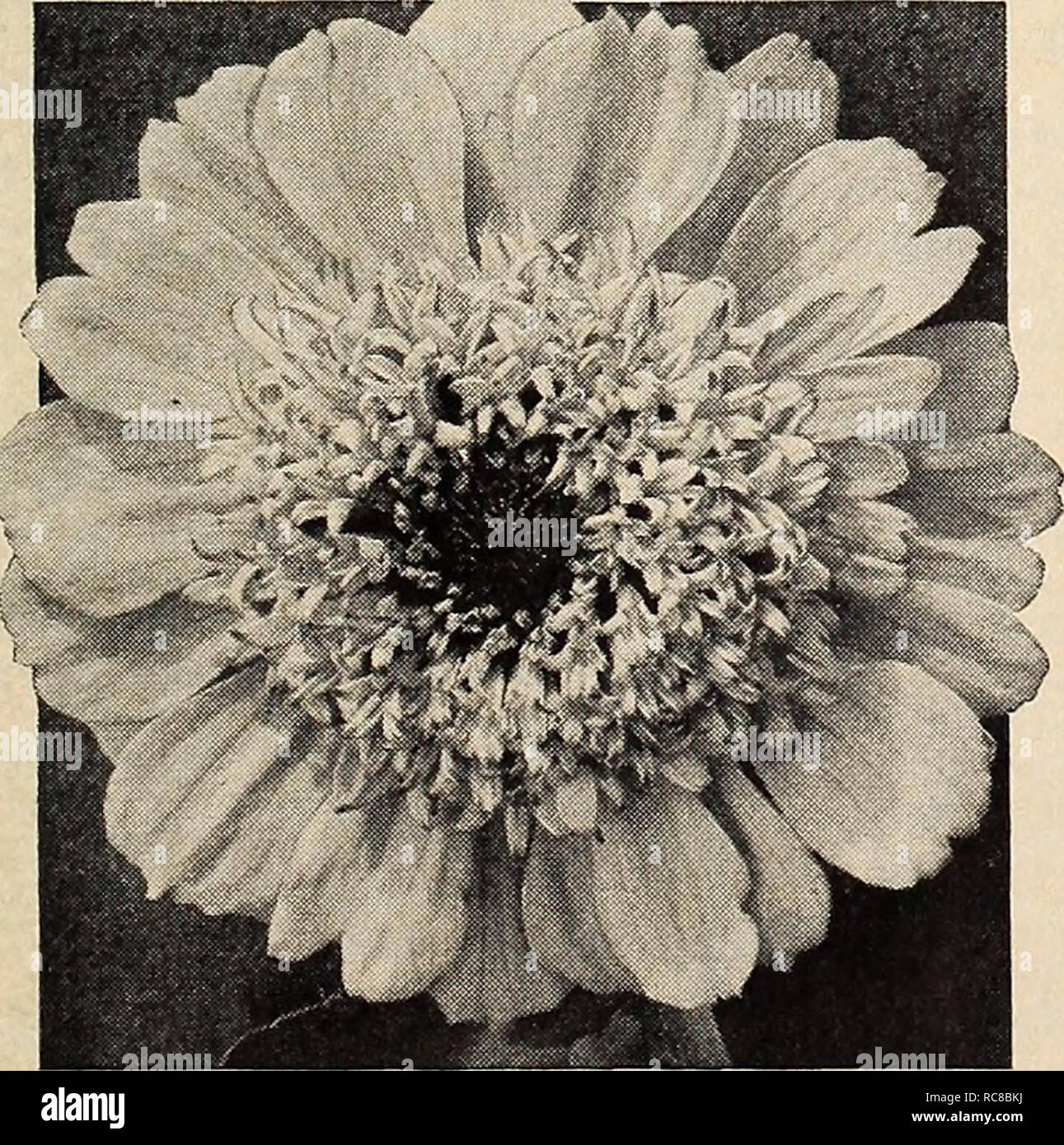 . Dreer's Garden buchen Sie für 1941. Samen Kataloge; Baumschulen Kataloge; Gartengeräte und Zubehör Kataloge; Blumen Samen Kataloge; Gemüse; Früchte Samen Samen Kataloge Kataloge. Zinnia, Super goldenen Krone Pastelltöne Super Kranz von Gold4510 Pastelltöne nur Bild eine Mischung aus sanften Gelb, alt Gold, light pink, Apricot - pink, und verschiedene Schattierungen von Lachs, Pfirsich und Buff, lebhaften Kirschrot - Lachs, sowie rein Weiß und Creme in Wohlgeformten Vollständig gefüllte Blüten messen 5 bis 5 J Zoll herüber. Das ist es, was ein Bett von diese schöne Neue zinnien wird sie geben. Die Pflanzen wachsen 3 Fuß hoch Stockfoto