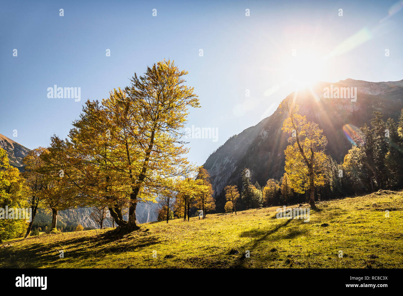 Sonnenlicht durch alten Ahornbäumen, Region, Hinterriss Karwendel, Tirol, Österreich Stockfoto
