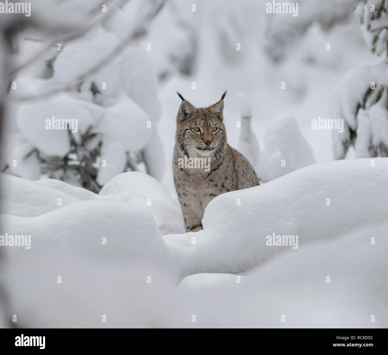 Eurasischen Luchs (Lynx lynx), männlich, sitzt in einem verschneiten Wald, Captive, Bayerischer Wald, Bayern, Deutschland Stockfoto