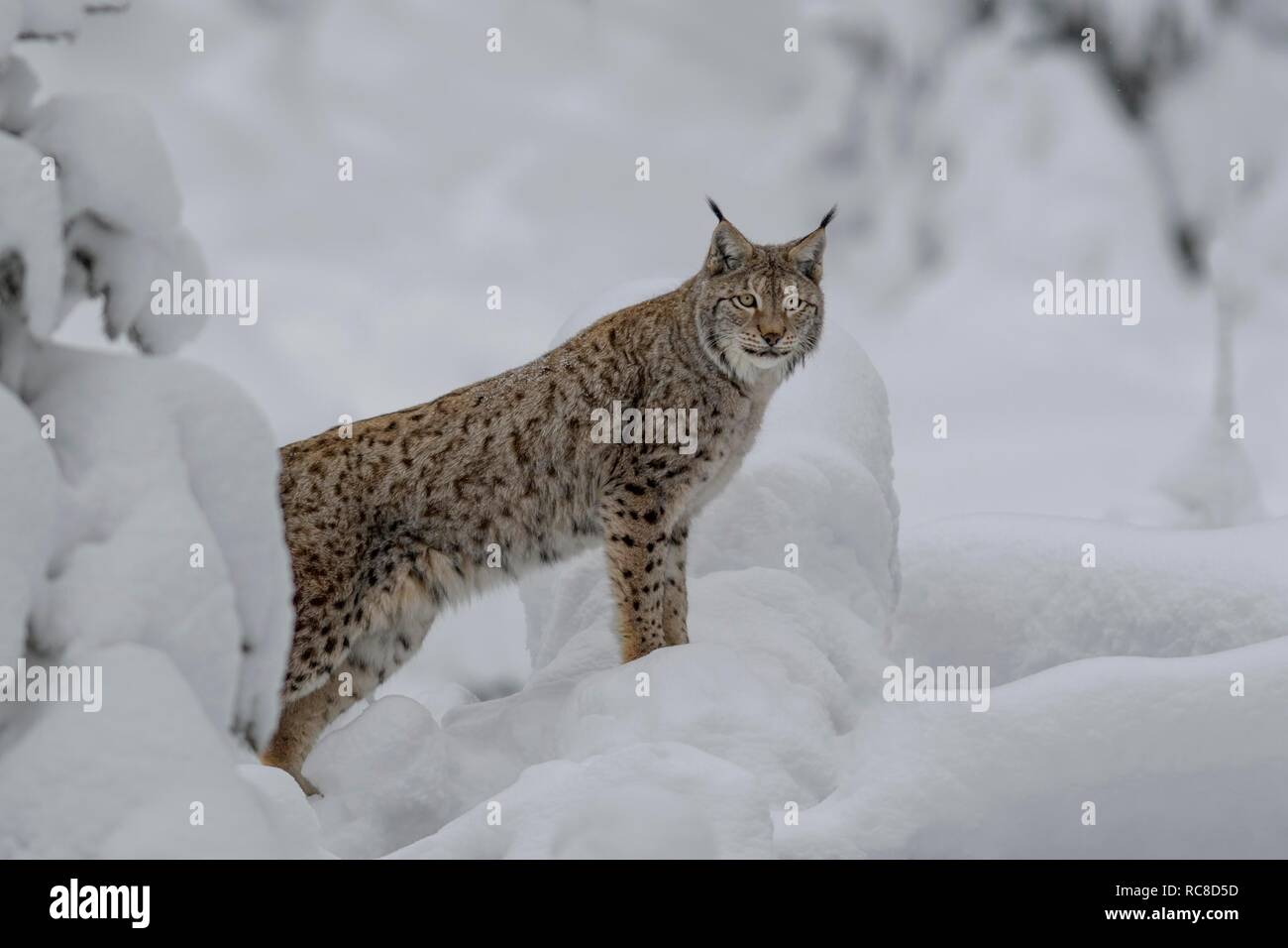 Eurasischen Luchs (Lynx lynx), männlich im verschneiten Wald, Captive, Bayerischer Wald, Bayern, Deutschland Stockfoto