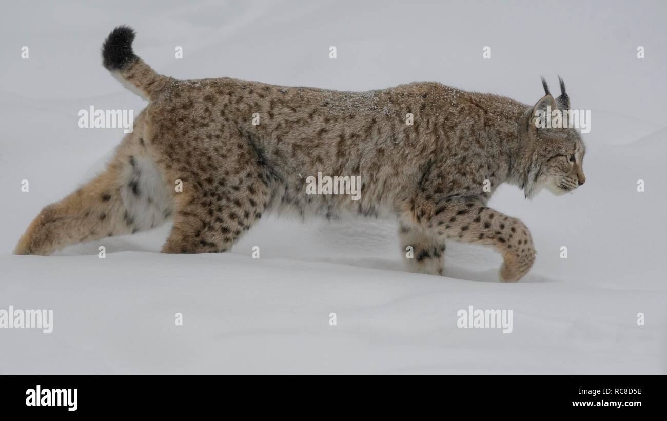 Eurasischen Luchs (Lynx lynx), männlich, läuft in tiefem Schnee, Captive, Bayerischer Wald, Bayern, Deutschland Stockfoto