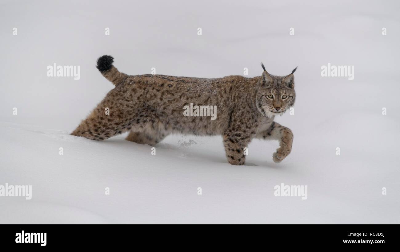 Eurasischen Luchs (Lynx lynx), männlich, läuft in tiefem Schnee, Captive, Bayerischer Wald, Bayern, Deutschland Stockfoto