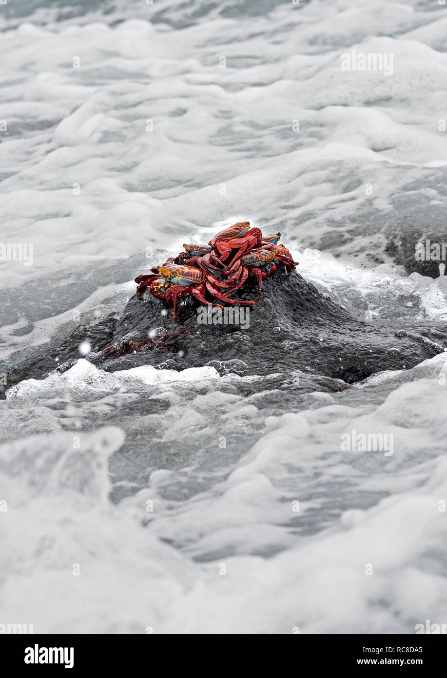 Red Rock Krabben (Grapsus grapsus) warten auf einen Stein auf die Flut des Meeres zurückzukehren, Familie von Marsh Krabben (Grapsidae) Stockfoto