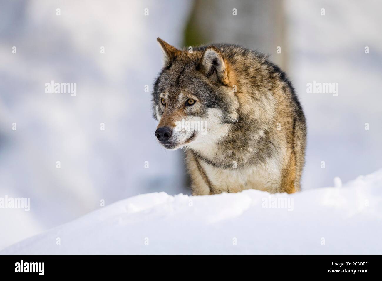 Grauer Wolf (Canis lupus) im schnee, winter, Nationalpark Bayerischer Wald, Bayern, Deutschland Stockfoto