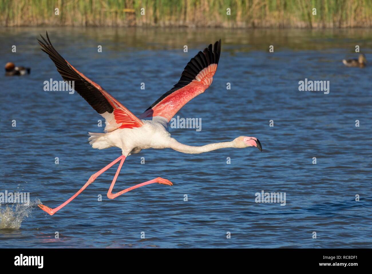 Amerikanische Flamingo (Phoenicopterus ruber) Abflug, Sommer, Camargue, Frankreich Stockfoto