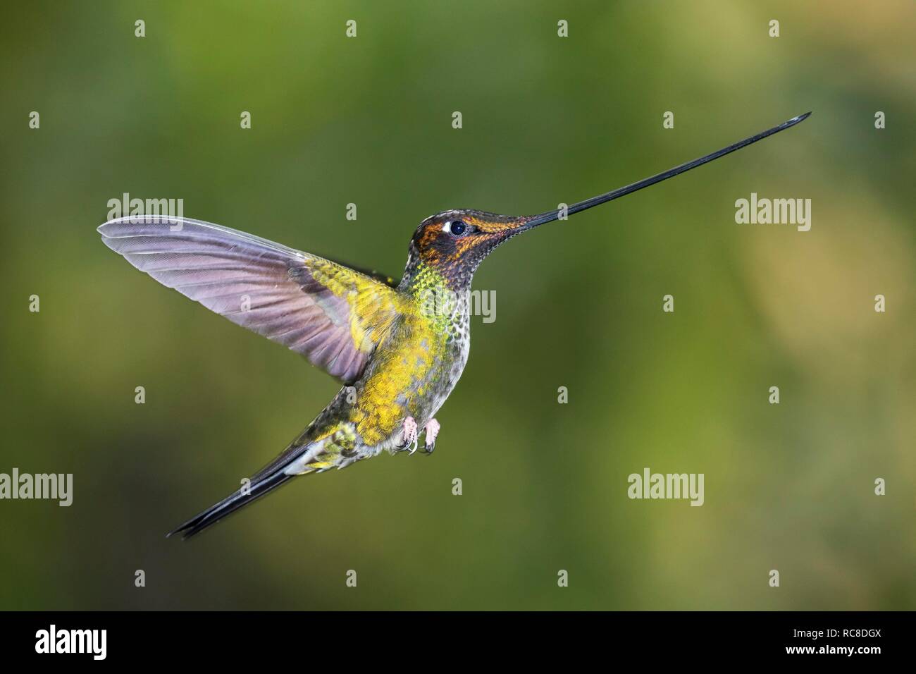 Schwert-billed Hummingbird (Ensifera ensifera) im Flug, Fliegen, Regenwald, Nebelwald, Nördlichen Ecuador, Ecuador Stockfoto
