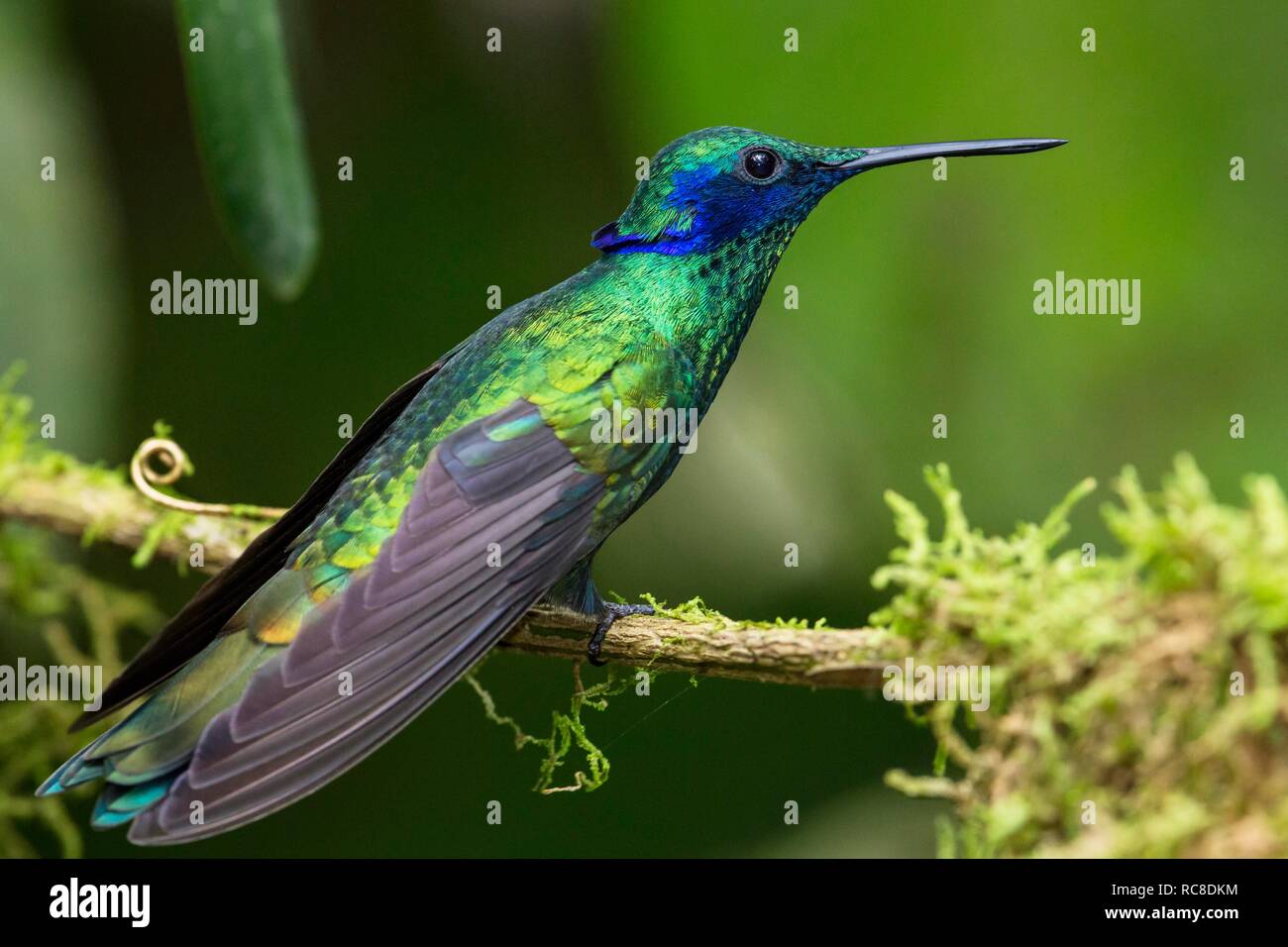 Sekt coruscans violetear (Kolibri), Regenwald, Nebelwald, Northwest Ecuador, Ecuador Stockfoto