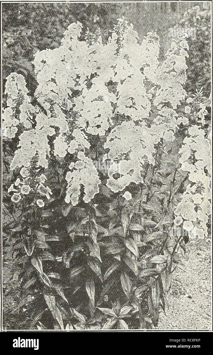 . Dreer's Garten Buch 1930. Samen Kataloge; Baumschulen Kataloge; Gartengeräte und Zubehör Kataloge; Blumen Samen Kataloge; Gemüse; Früchte Samen Samen Kataloge Kataloge. Physalis (Chinese Lantern Plant) Francheti. Eine dekorative Vielfalt der Winter Kirsche, bildet dichte Büsche, ca. 2 Meter hoch, frei die Herstellung seiner leuchtend orange-roten Laterne - wie Früchte, die geschnitten und getrocknet, in welcher Form werden sie verwendet werden ex-tensively für florale Dekoration im Winter. 25 cts. Jedes; $ 2,50 pro dtz.; $ 18,00 pro 100. PlumbagO (Leitung Würze) Larpentae. Einer der begehrtesten Grenze Stockfoto