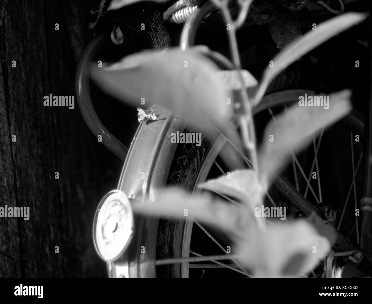 Altes Fahrrad in den Garten geworfen, ein schwarz-weiß Foto Stockfoto