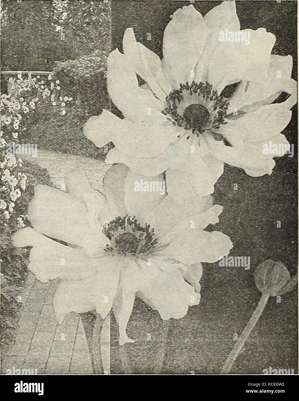 . Dreer's Garten Buch 1929. Samen Kataloge; Baumschulen Kataloge; Gartengeräte und Zubehör Kataloge; Blumen Samen Kataloge; Gemüse; Früchte Samen Samen Kataloge Kataloge. Anchusa Italica (Alkanet oder Bugloss) Dropmore Vielfalt. Diese verbesserte Alkanet Recht nimmt einen vorderen Rang unter den frühen Sommer blühenden Stauden. Die reichen Enzian - blau Töne seiner Blumen füllen eine Vakanz in dieser Farbe, von denen es ist nie ein Übermaß, insbesondere während ihrer Blütezeit, Mai und Juni. Es bildet viel verzweigte Proben 3 bis S Füße hoch, jeder Zweig von einem großen Py beendet Stockfoto