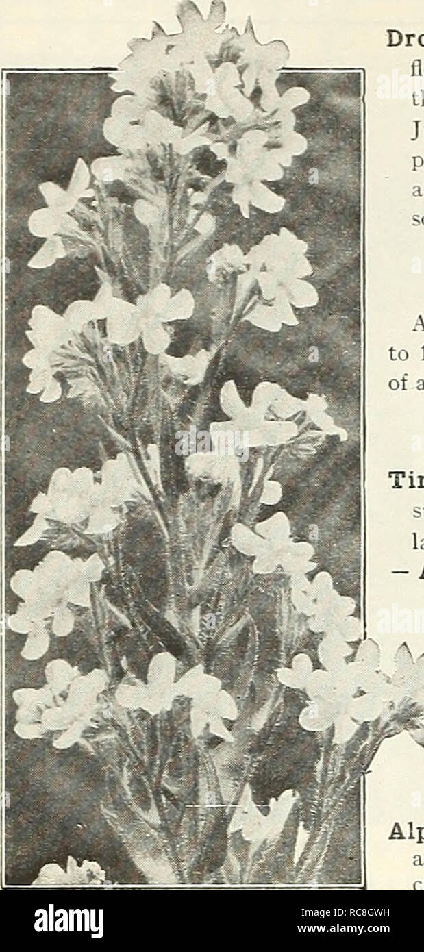 . Dreer's Garten Buch 1929. Samen Kataloge; Baumschulen Kataloge; Gartengeräte und Zubehör Kataloge; Blumen Samen Kataloge; Gemüse; Früchte Samen Samen Kataloge Kataloge. 170. l! Winterharte STAUDE PIANTS ich. Anchusa Italica (Alkanet oder Bugloss) Dropmore Vielfalt. Diese verbesserte Alkanet Recht nimmt einen vorderen Rang unter den frühen Sommer blühenden Stauden. Die reichen Enzian - blau Töne seiner Blumen füllen eine Vakanz in dieser Farbe, von denen es ist nie ein Übermaß, insbesondere während ihrer Blütezeit, Mai und Juni. Es bildet viel verzweigte Proben 3 bis S Füße hoch, e Stockfoto