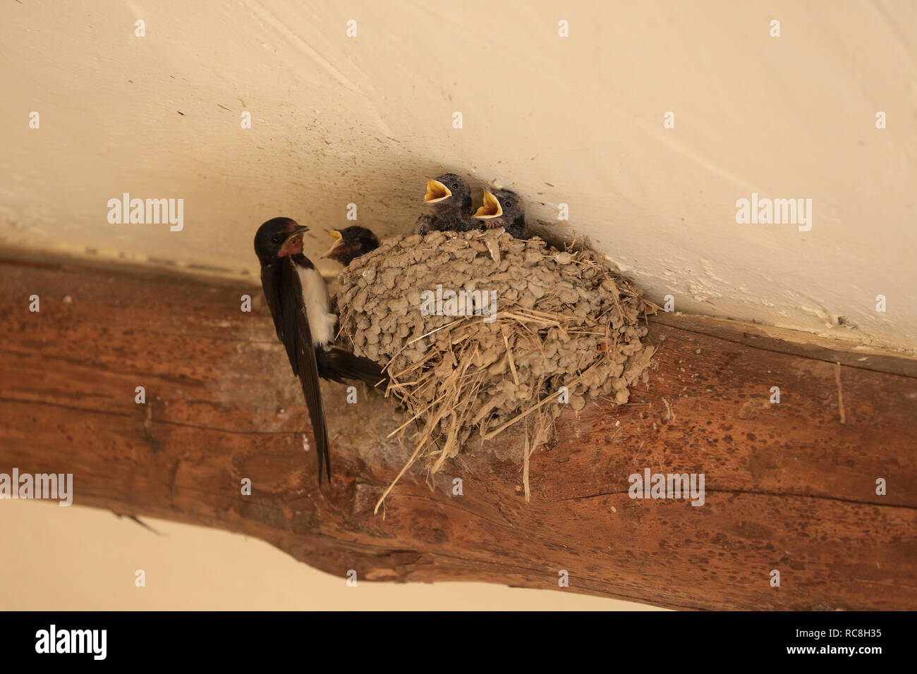 Winzig, Baby, Schlucken Küken mit offenen Mund (Schnabel) im Nest von übergeordneten gefüttert zu werden. Stockfoto