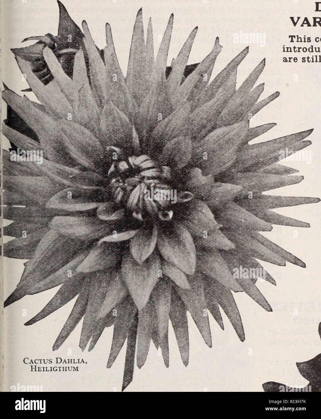 Dreer S Garten Buch Henry A Dreer Baumschule Katalog Dreer Wahlen Sie Dahlien Einer Unserer Fuhrenden Spezialitaten