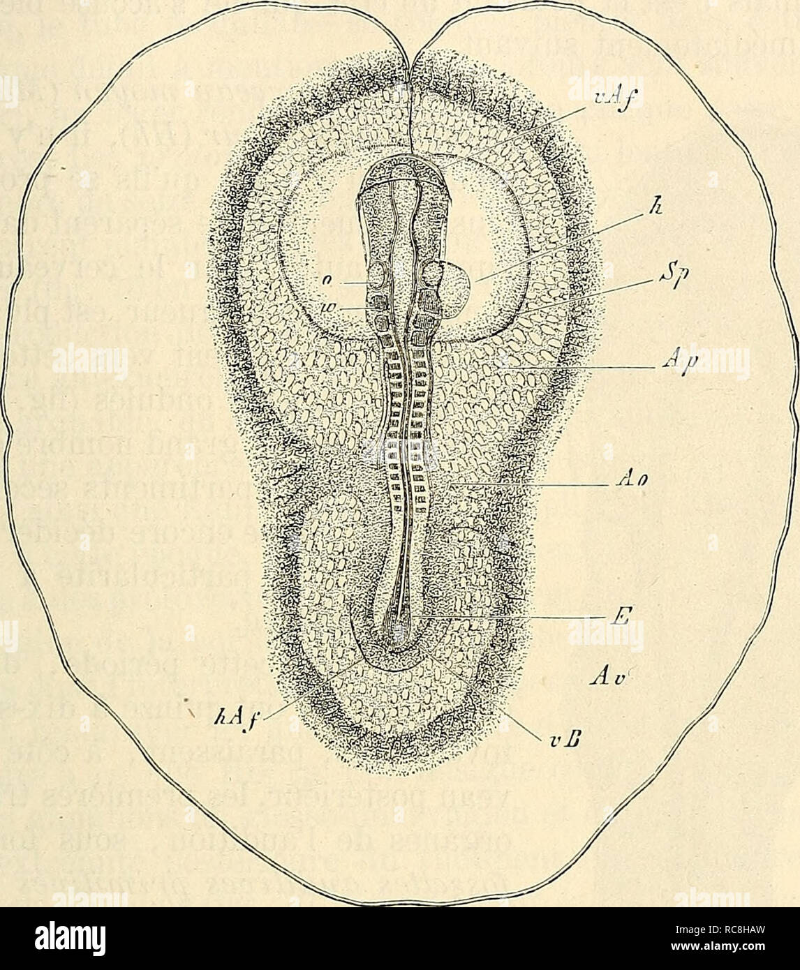 . Embryologie, ou, TraitÃ© complet du Dekor actions de développement de l'Homme et des animaux supÃ©rieurs. Embryologie; Embryologie. Transformationen ULTERIEURES. 145 ligne primitive disparaÃ® t de plus en plus jusqu'à ce que finalement auf n'en reconnaisse plus qu'un faible Rest (Abb. 73). Dans la Teil antÃ © rieure du tube mÃ©dullaire ou Cerveau ein-tÃ©rieur, Voit à cette Ã©poque apparaÃ® Tre, comme Modification la Cerveau antÃ©rieur.. Tanne. 75. plus importante, deux excroissances latÃ©rales et infÃ©rieures (Abb. 70, 71, 72, 73, Ab, AU), qui ne sind autre que l'appareil nerveux Des Yeux, ou, comme Le wählte Stockfoto
