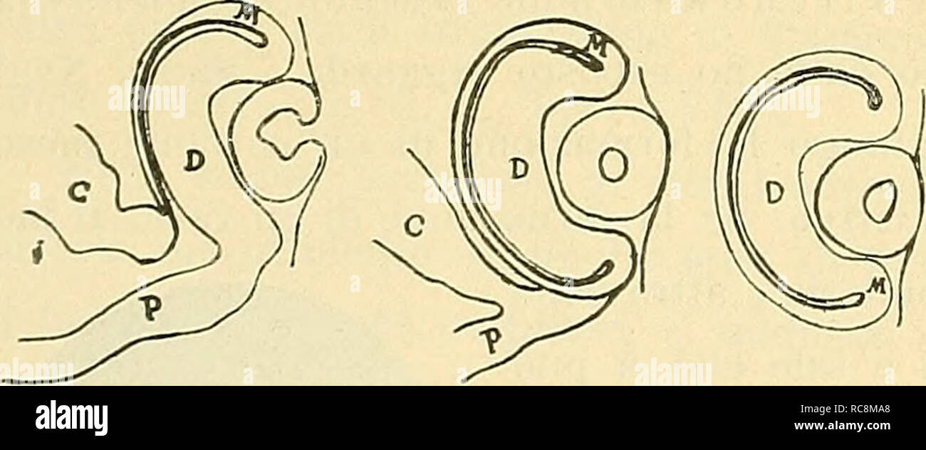 . Embriologia dell'Occhio dei vertebrati. Embryologie; Auge. Â 26â vede di vatsellini, ich Quali al margine della Papille ottica, si continuano con quelli perioculari. In qualche animale adulto osservasi nel margine inferiore della Papille ottica un vaseJlino, che sta eine testimoniare embrionale La presenza di quei vasellini, e nel medesimo Tempo l'intima parentela coi Vasi centrali dei mammifei' ich. Questo mesoderma scomparisce pro trasformazione jaliua, dando Luogo ein quell'impalcatura del Vitreo, che giÃ Sauri notammo Nei. Talaltra mesoderma invece questo non prende uno Sviluppo considerevole e i Stockfoto