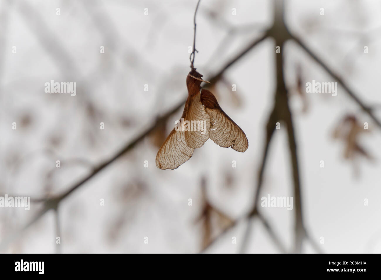 Sycamore Samenkapseln auf Baum mit Winter Schnee im Hintergrund aufgehängt. Stockfoto