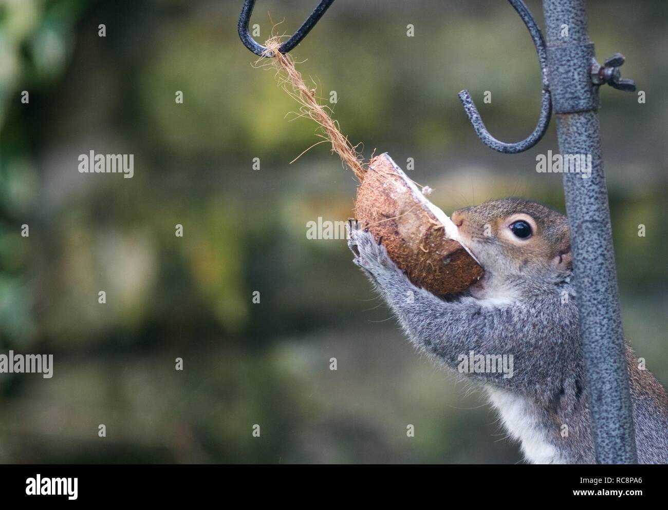 Ein Eichhörnchen mit einer halben Kokosnuss, die es von einem Vogel Einzug genommen hat. Stockfoto