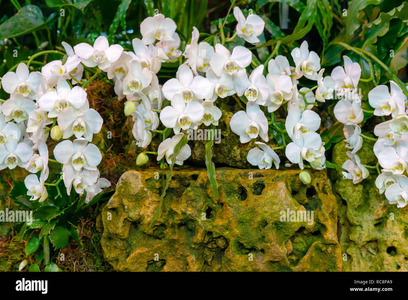 35+ Tropisch Regenwald Pflanzen Farn Wilde Orchideen Hd, Entdecke