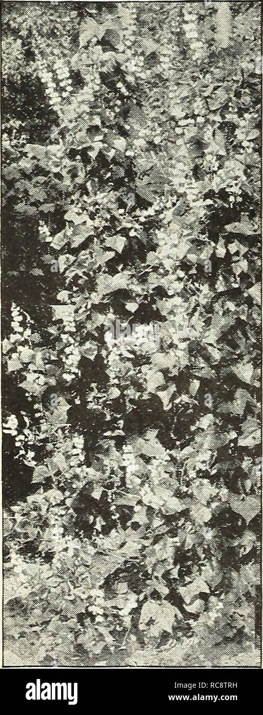 . Dreer's Garten Buch 1922. Samen Kataloge; Baumschulen Kataloge