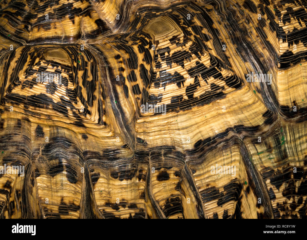 Leopard Tortoise (Stigmochelys pardalis) Shell Stockfoto