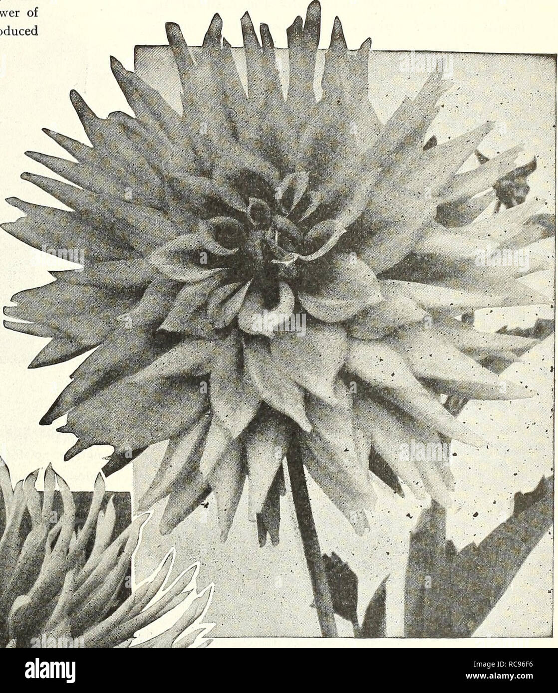 Dreer S Garten Buch 1927 Samen Kataloge Baumschulen Kataloge