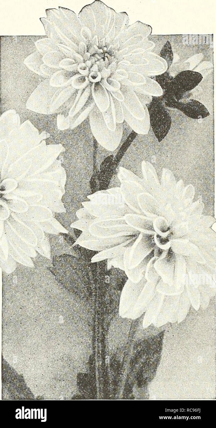 Dreer S Garten Buch 1927 Samen Kataloge Baumschulen Kataloge